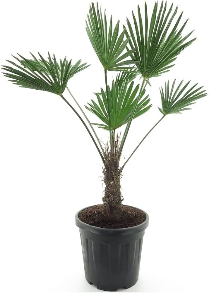 Wagner Hørpalme - Trachycarpus wagnerianus