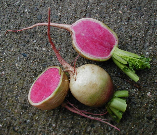 Radis - Watermelon