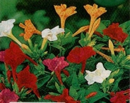 Vidunderblomst Flerfarvet - Mirabilis Jalapa