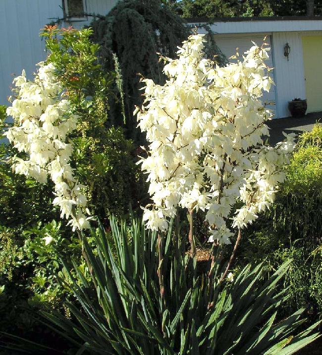 Trævlet Palmelilje - Yucca filamentosa