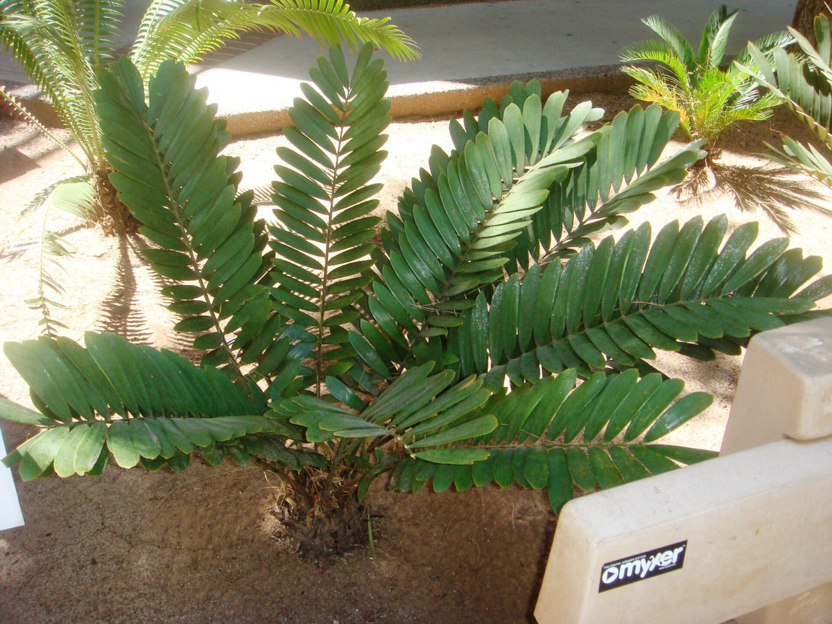Cardboard Palm - Zamia Furfuracea