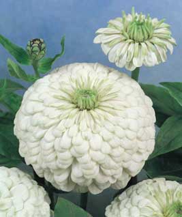 Frøkenhat  - Zinnia Elegans - Polarbear White