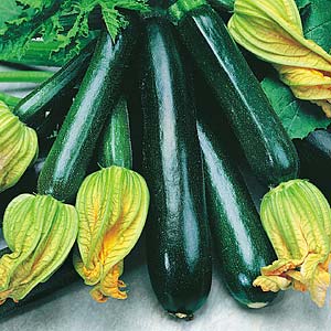 Zucchini - Black Beauty