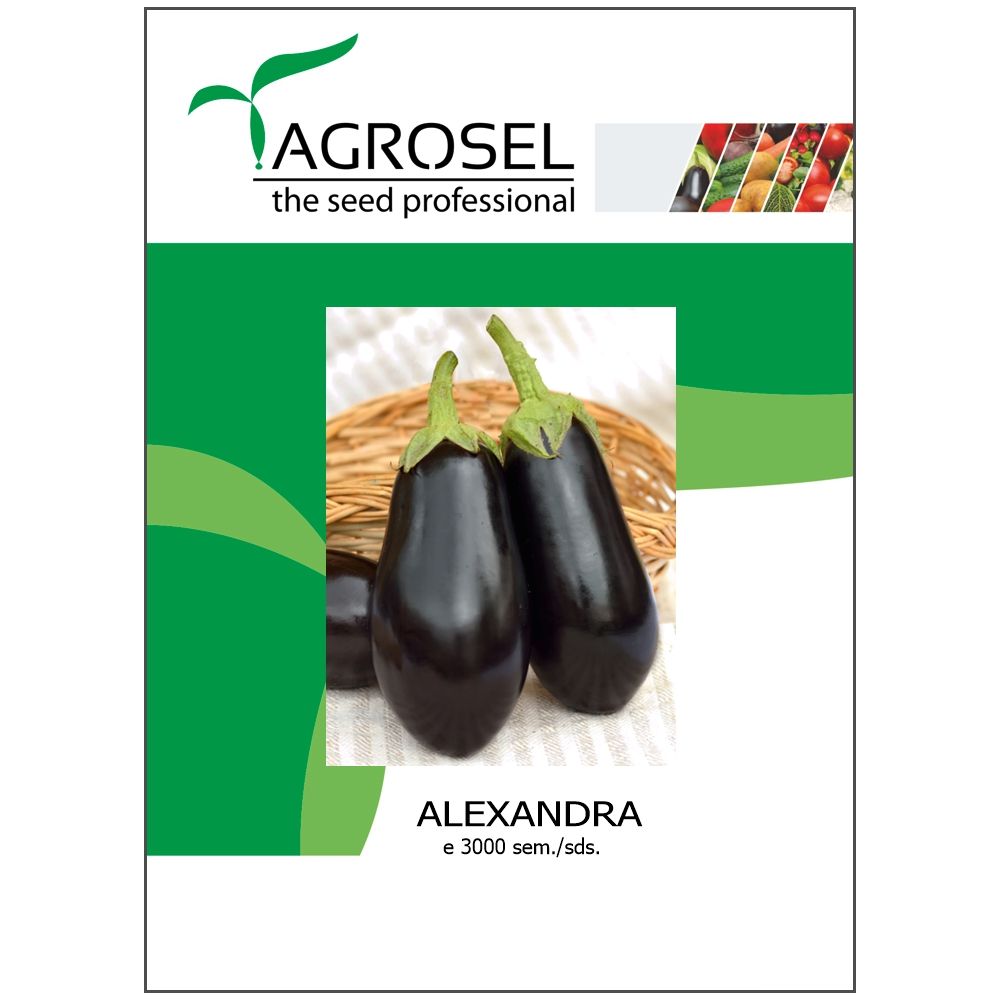 Aubergine - Alexandra - BIG-PACK
