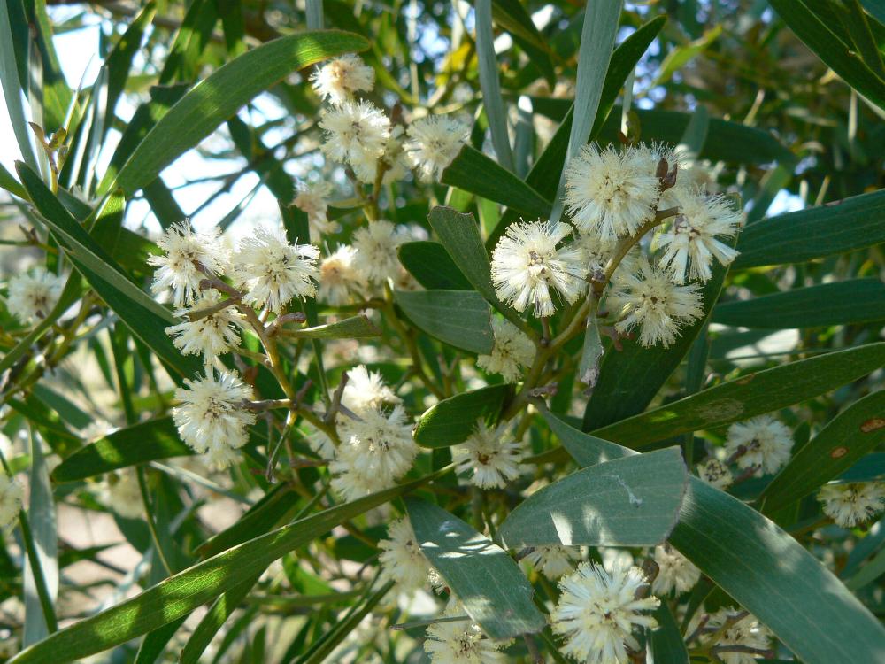 Black Wattle  - Acacia melanoxylon