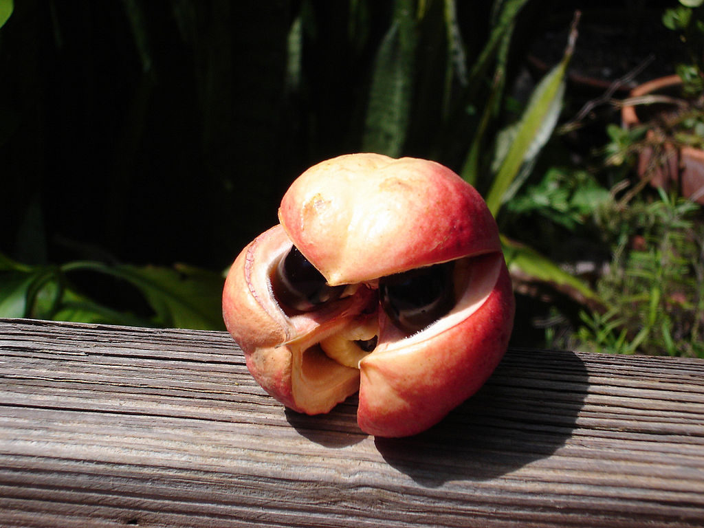 Ackee - Blighia sapida