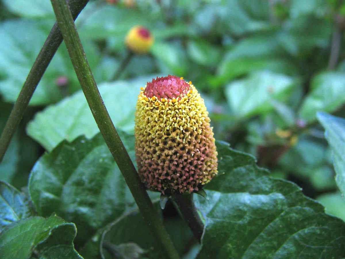 Tandpineplante - Acmella oleracea f. viridis