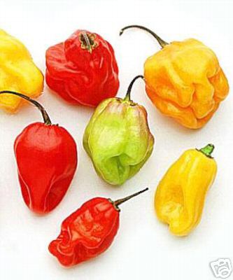 African Naga - C. chinense