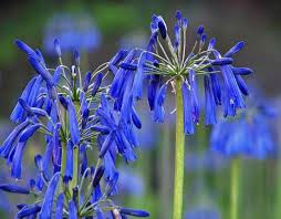 Agapanthus inapertus