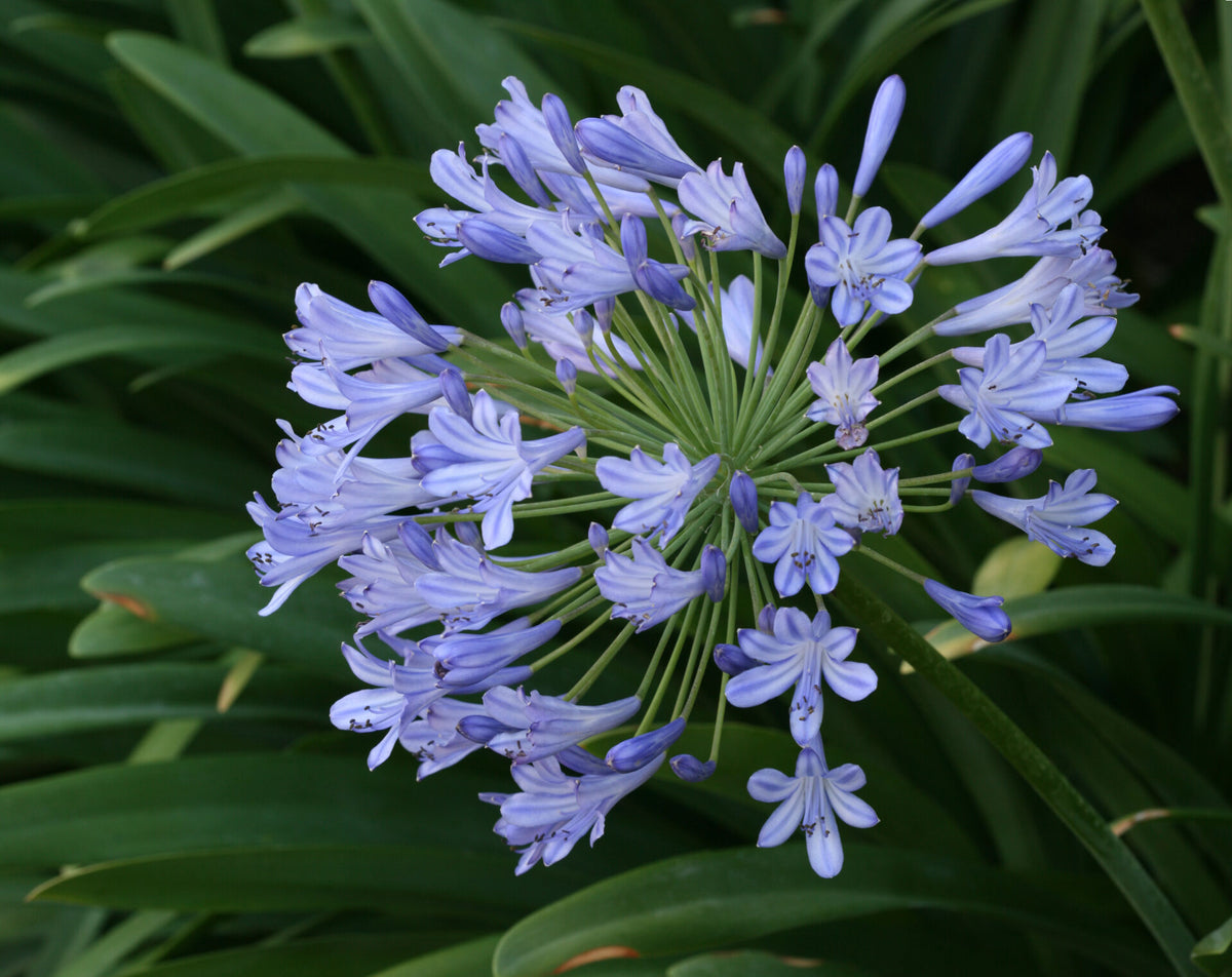 Afrikansk Lilje  - Agapanthus africanus - Plante