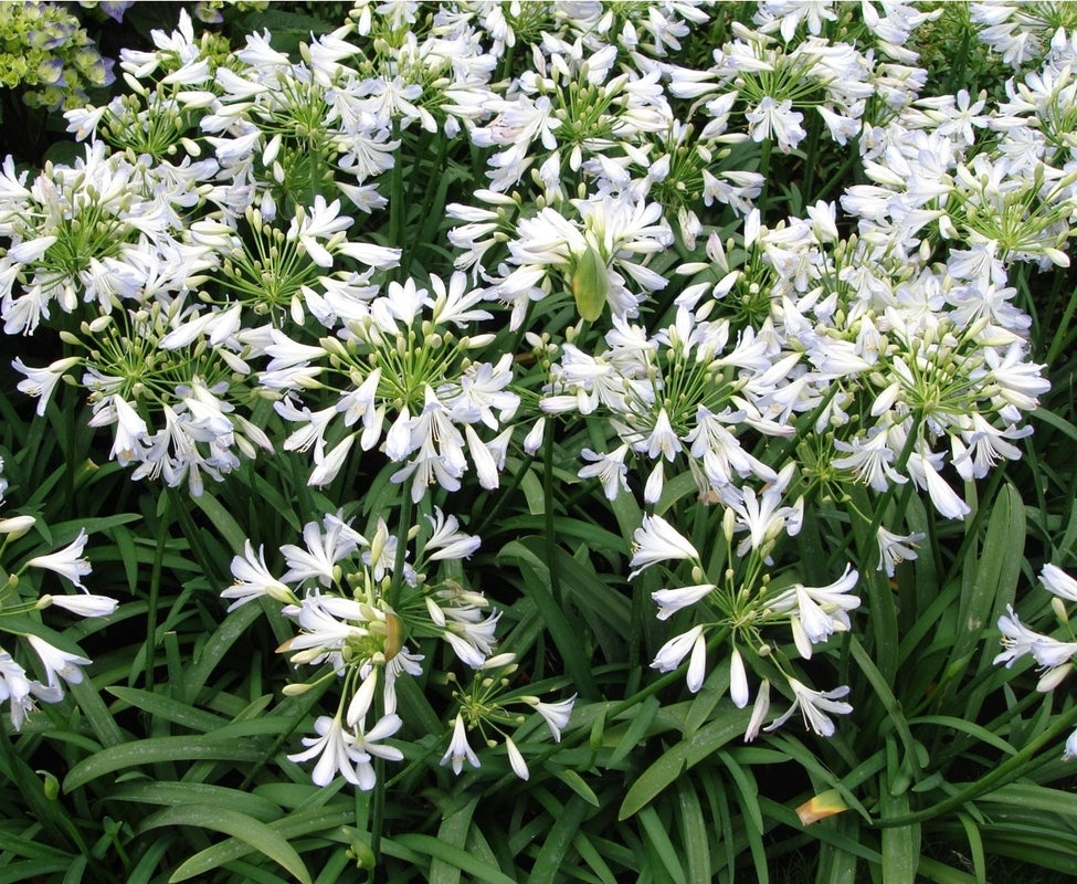 Afrikansk Lilje Hvid - Agapanthus africanus Alba  1 rhizom