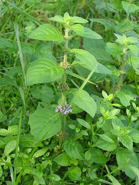 Agermynte - Mentha arvensis