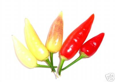 Aji Omnicolor - plante