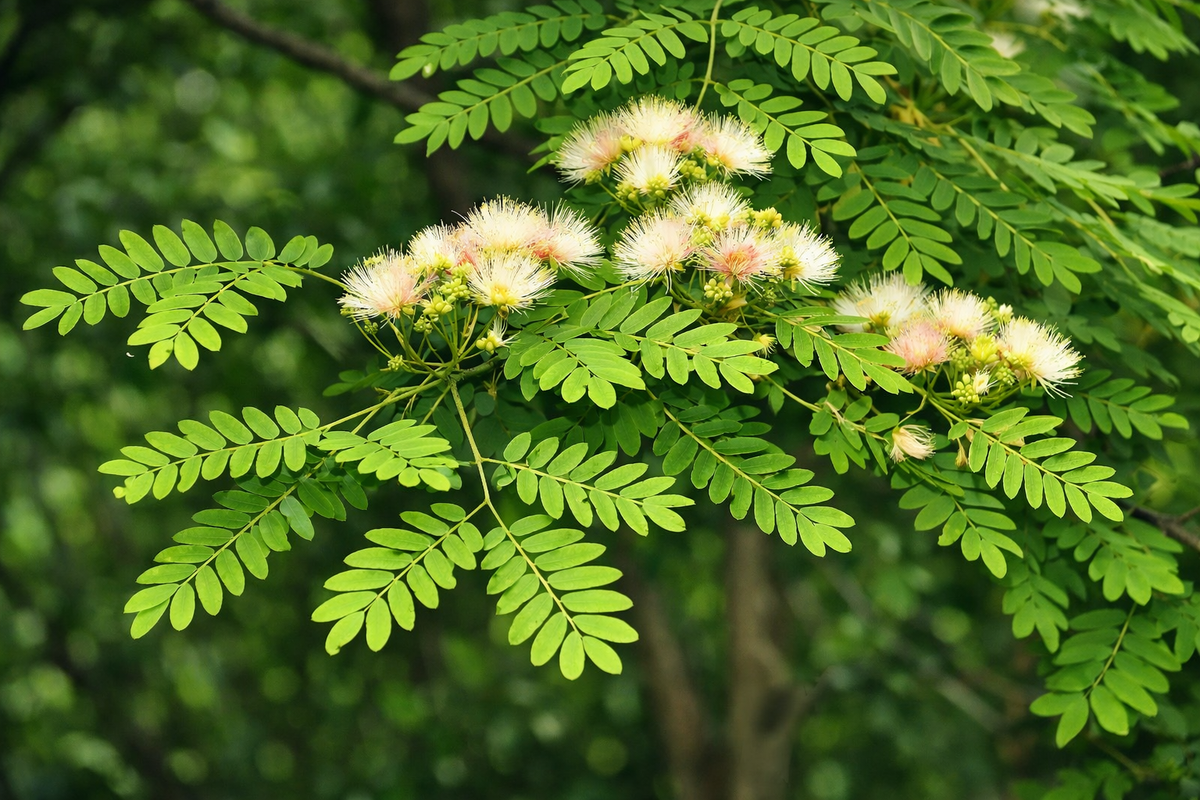 Albizia Richardiana - Sjældent silketræ