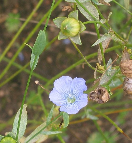 Almindelig Hør - Linum usitatissimum Flax