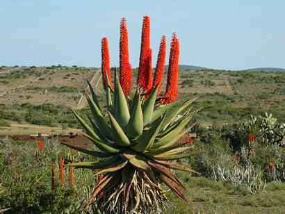 Cape aloe - Aloe ferox