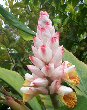 Shell Ginger - Alpinia malaccensis -