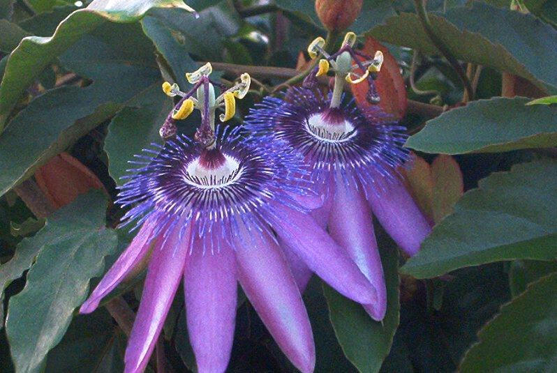 Passiflora amethystina 'Lavender Lady'