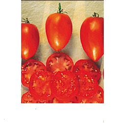 Amish paste - tomat