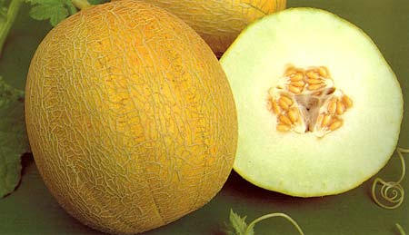 Sukker melon 'Ananas'