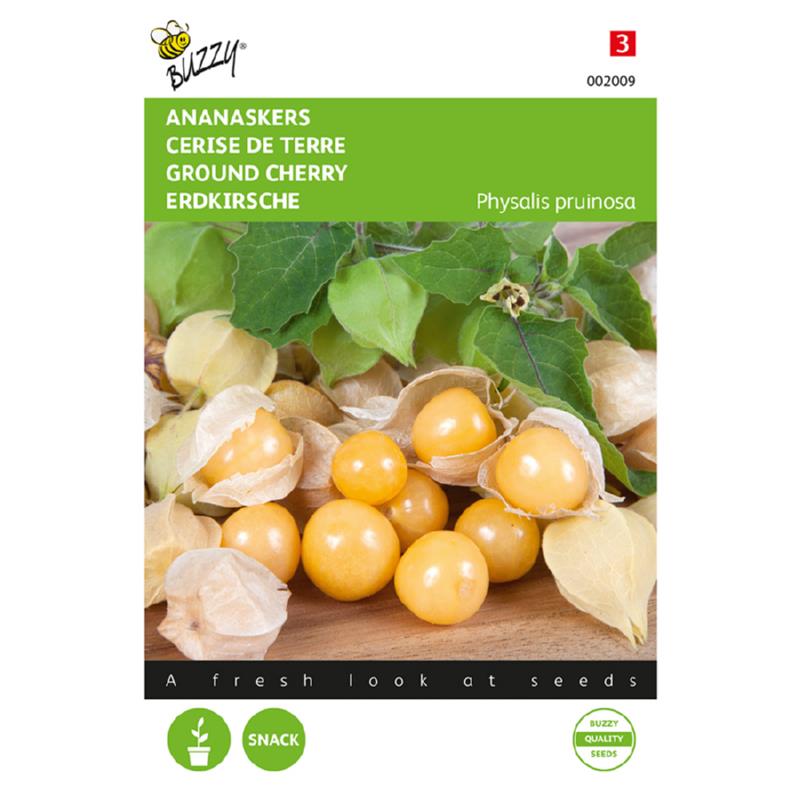 Lav Ananas kirsebær - Physalis pruinosa