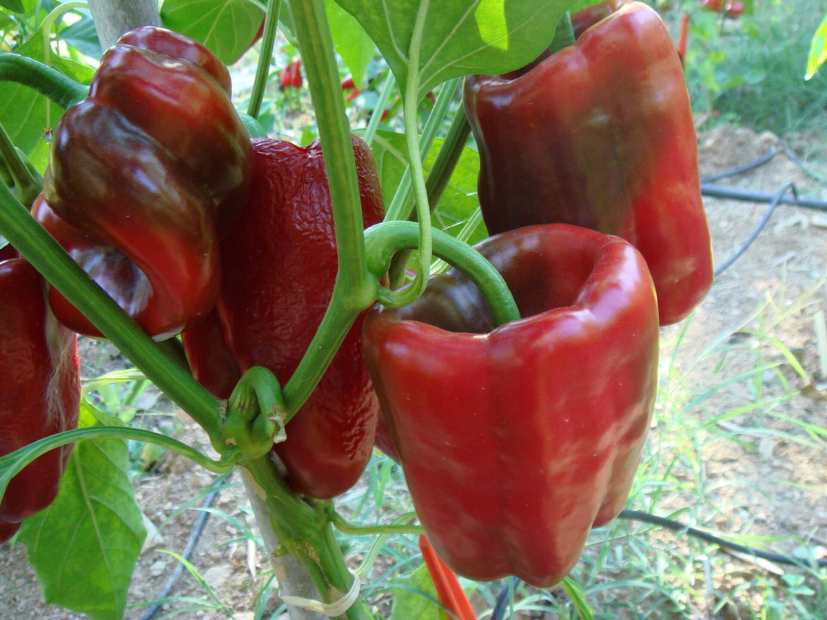 Poblano (Ancho) - C. annuum