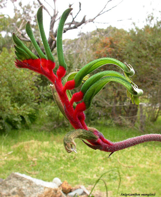 Rød/Grøn Kænguru pote - Anigozanthos manglesii