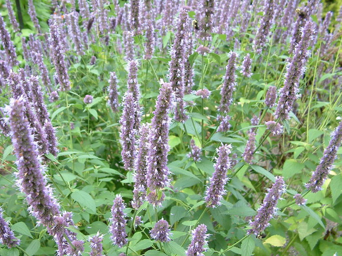 Anisisop - Agastache foeniculum