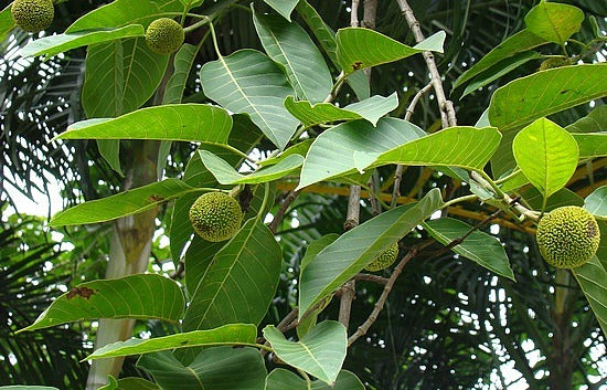 Kadamba Træ - Anthocephalum cadamba