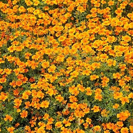 Appelsin Tagetes, Orange gem - Tagetes tenuifolia
