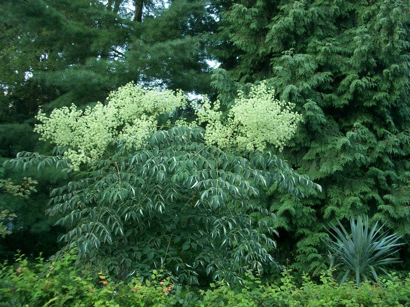 Fandens Spadserestok - Aralia Spinosa
