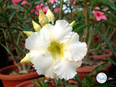 Ørkenrose - Adenium 'Arctic Snow'