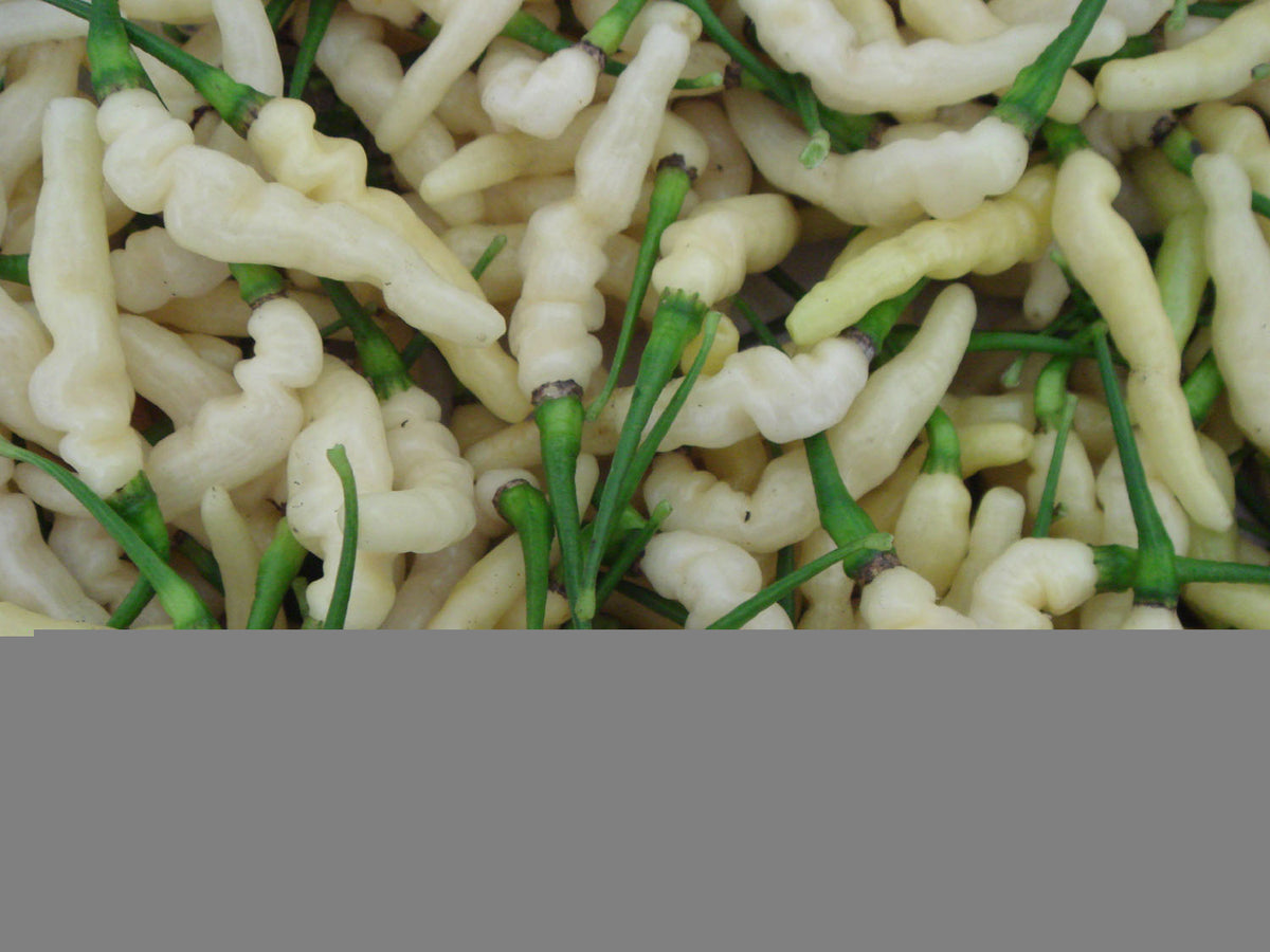 Aribibi Gusano - C. chinense