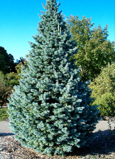 Blå Klippegran - Abies lasiocarpa arizonica - 100 frø