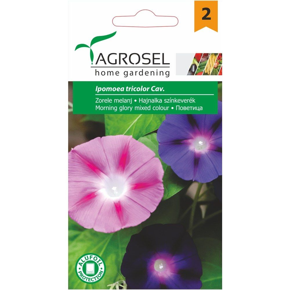Tragtsnerle mix - Ipomoea tricolor cav - PG2