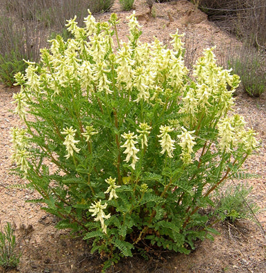 Hindeagtig Astragel - Astragalus membranaceus