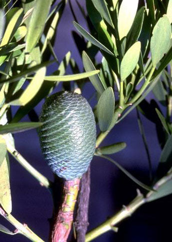 New Zealand kauri - Agathis australis