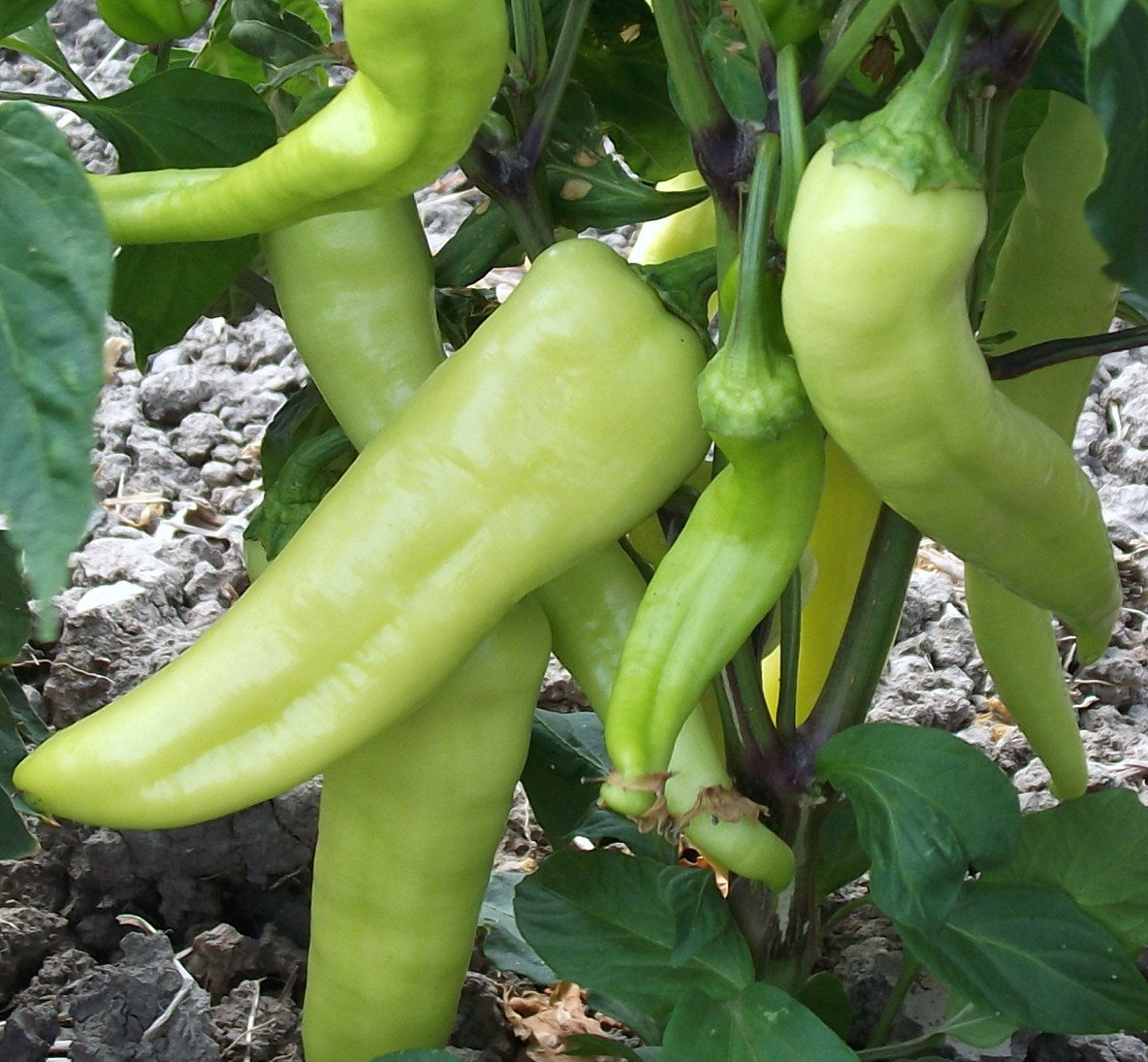 Bağcı Çarliston - C. annuum