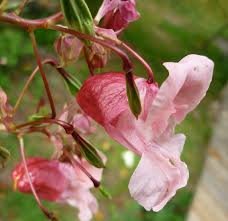 Spring balsamin - Impatiens balsamina