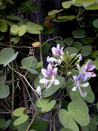 Klatreorkidetræ - Bauhinia Corymbosa