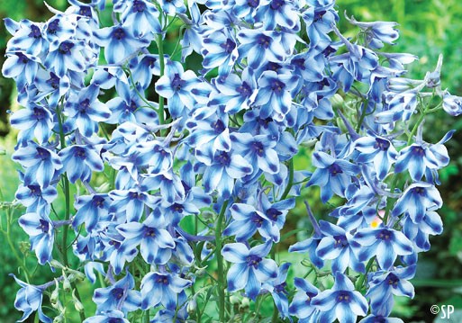 Delphinium - Belladonna Light Blue