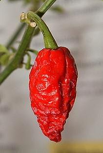 Bhut Jolokia - 100g friske frugter
