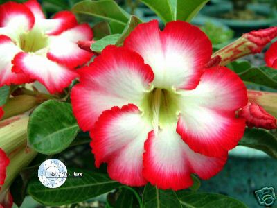 Ørkenrose - Adenium 'Big Chubbiness'