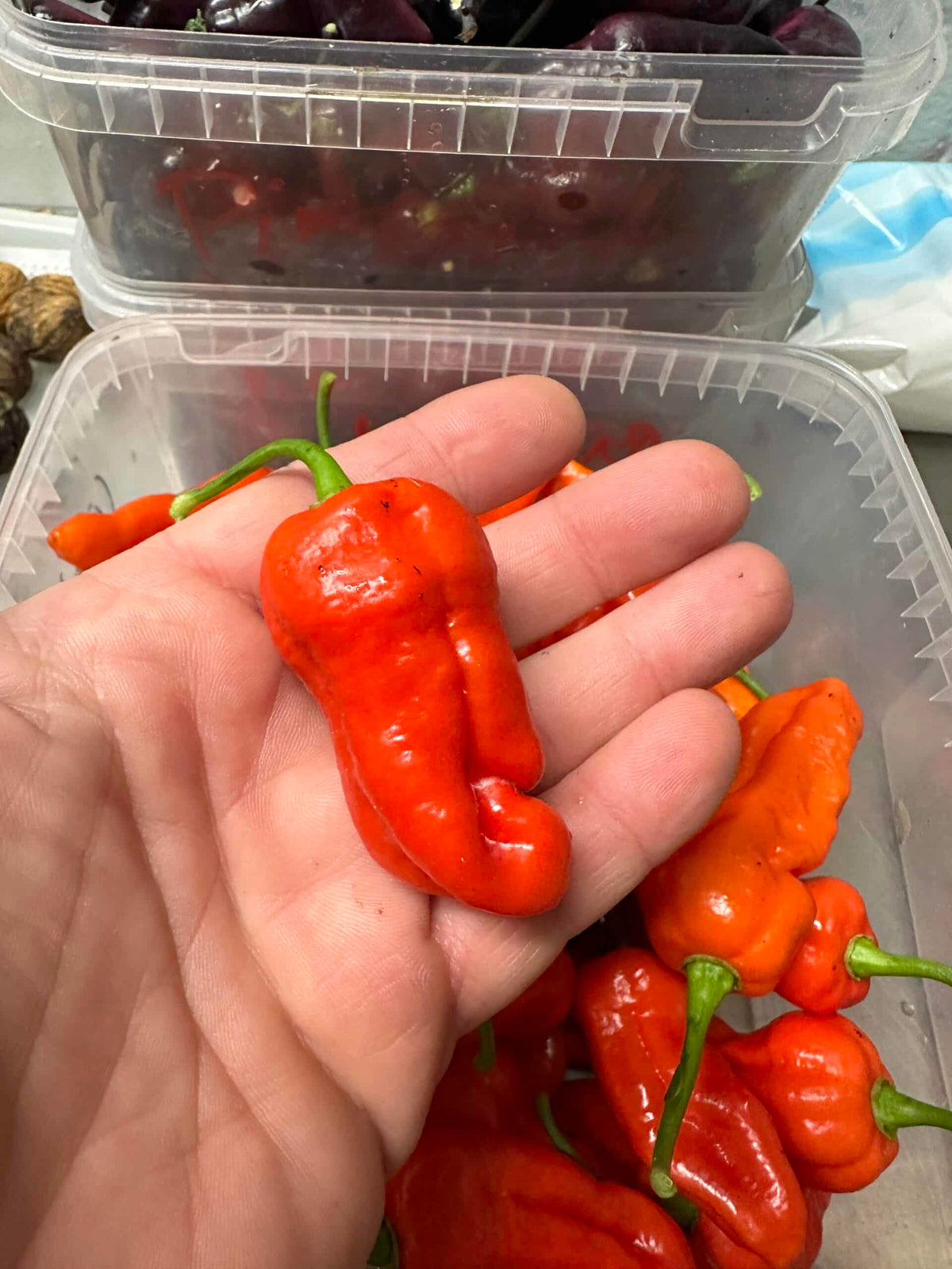 Big Red Mama - C. chinense