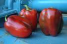 Big Red - Peber
