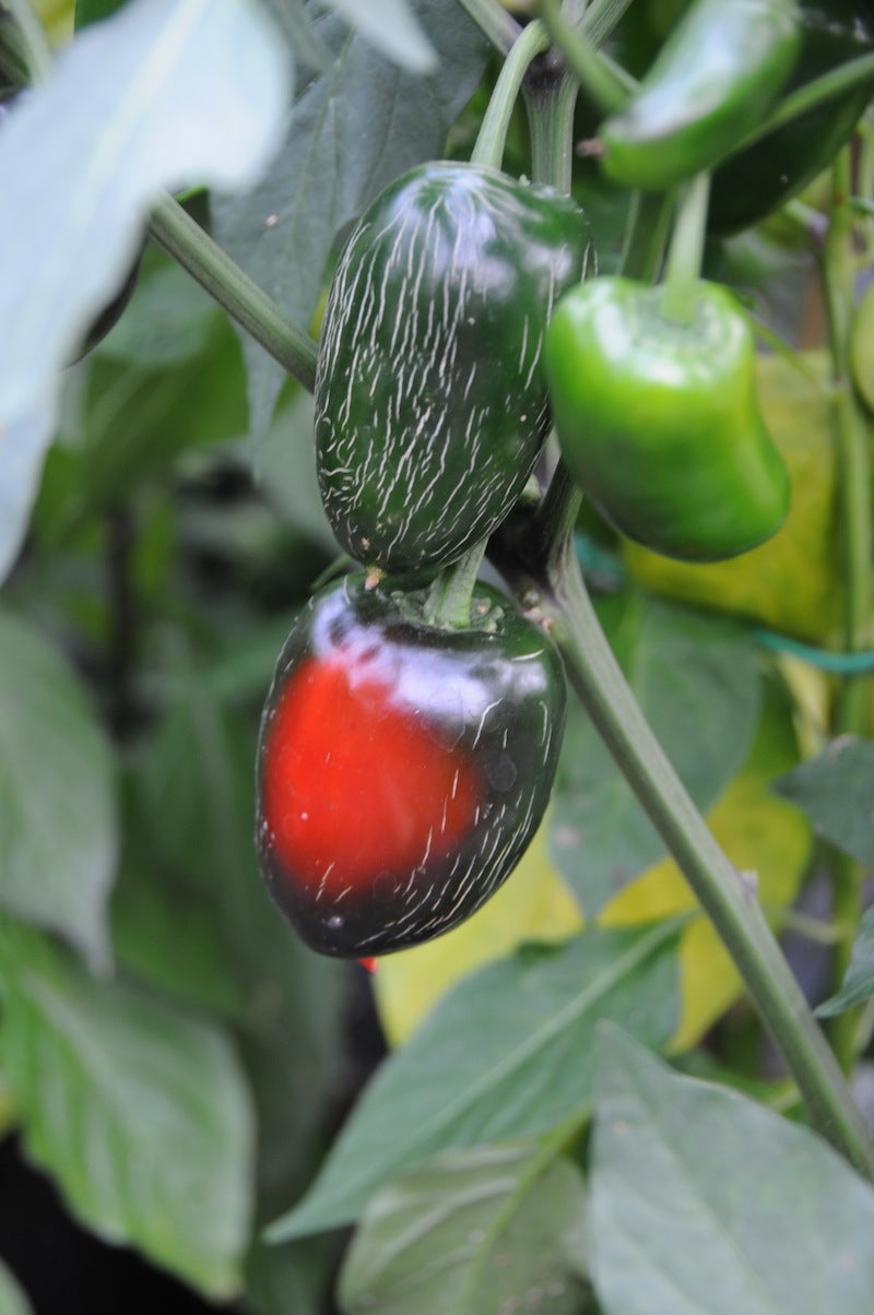 Biker Bill’s Jalapeno – C. annuum