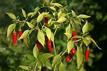 Bird Eye Demon - C.baccatum
