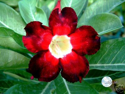 Ørkenrose - Adenium 'Black Beauty'