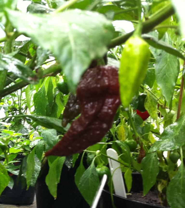 Black Naga – C. chinense