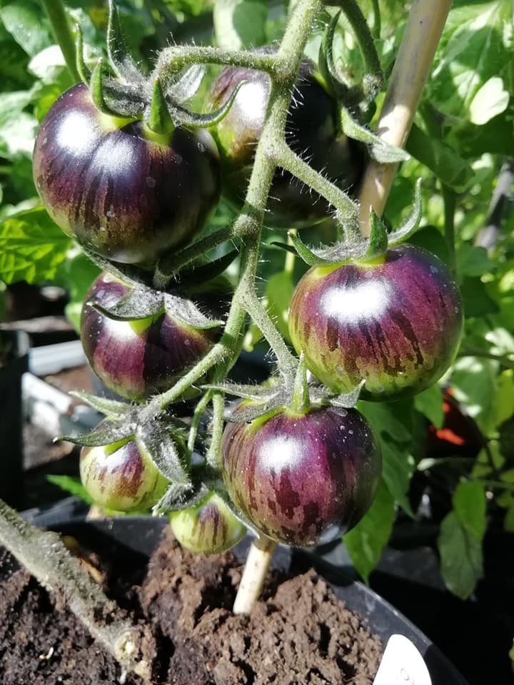 Tomat - Black Strawberry